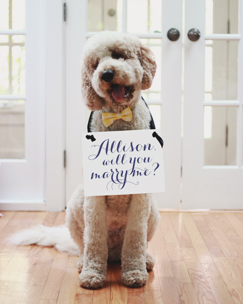 20-will-you-marry-me-sign